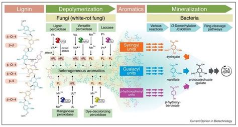 Lignin as Fermentation Substrate | Encyclopedia MDPI