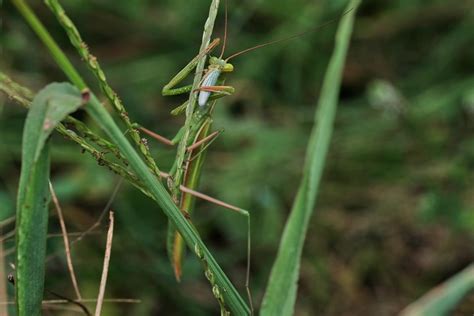 Mantis religiosa - Características, dónde vive y alimentación