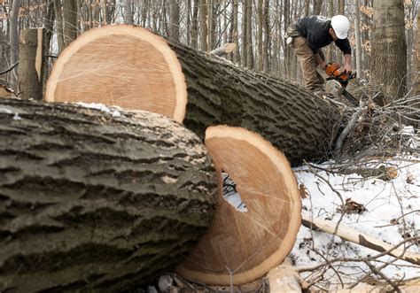 Potlatch to buy rival Deltic Timber for stock, combine lumber capacity