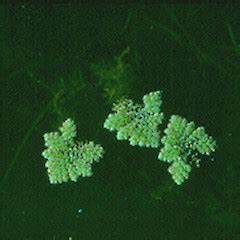 Azolla pinnata • New Zealand Plant Conservation Network