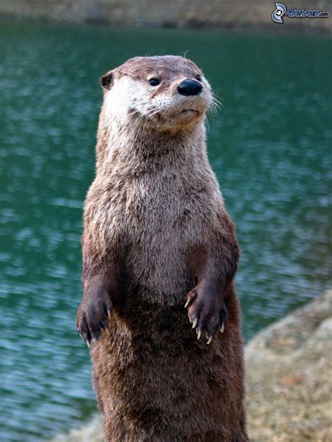 Loutre