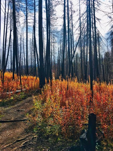 Photos of Morrell Falls National Recreation Trail - Montana | AllTrails