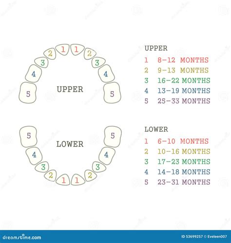 Tooth chart, human teeth stock vector. Illustration of diagram - 53699257