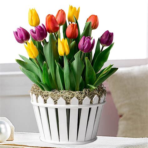 Friendly Neighbor Tulip Garden | Buy Online | Breck's Gifts