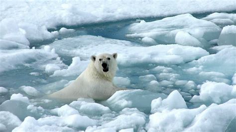 Will the new recovery plan help save polar bears from rising temperatures?