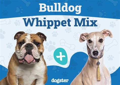 Bullwhip (Bulldog & Whippet Mix) Dog: Info, Pictures, Care Guide & More ...