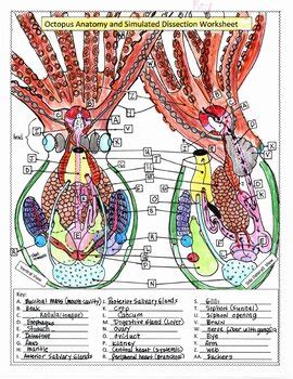 Octopus Anatomy and Simmulated Dissection Worksheet by Biology Buff