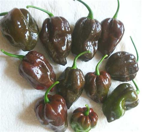 Chocolate Habanero Pepper Capsicum 25 Seeds,Indonesia Very Hot Chocolate Habanero Pepper ...