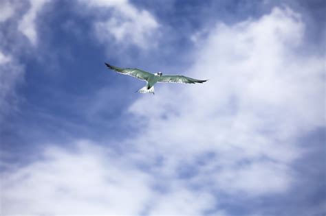 Bird Common Tern Flying - Free photo on Pixabay - Pixabay