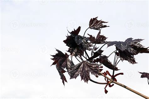 red maple leaves 9658337 Stock Photo at Vecteezy