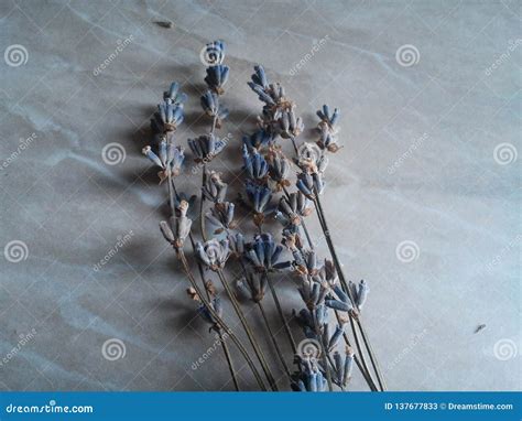 Lavender Flower Bouquet On A White Background Stock Image - Image of ...