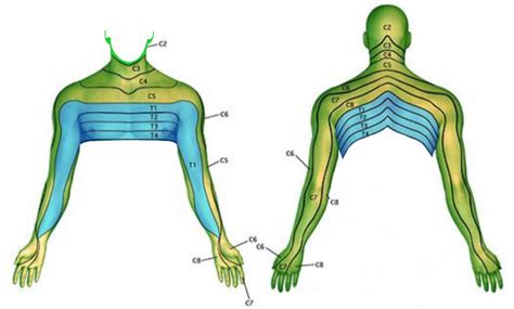 C7 Dermatome Map | Dermatome Map