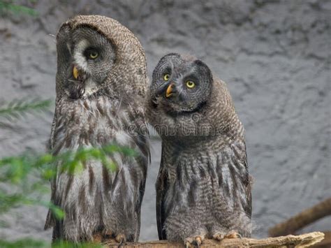 Pair of Great Grey Owls (Strix Nebulosa) Looking Back at the Camera ...