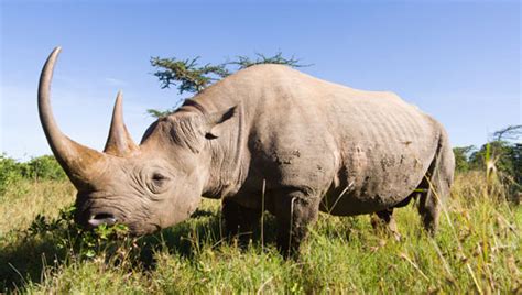 Amazing Facts about the Black Rhinoceros | OneKindPlanet Animal Facts