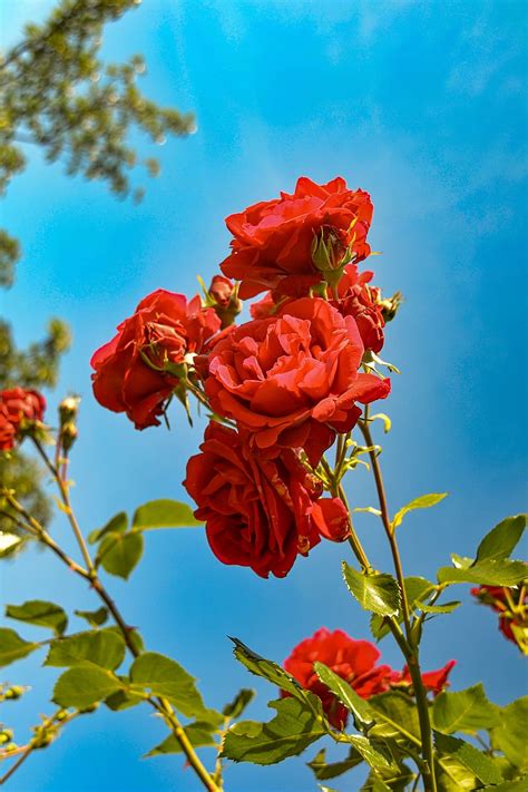 Red Rose Garden Wallpaper