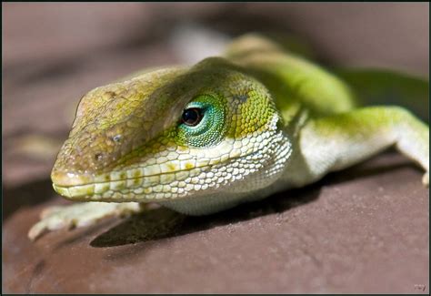 Green Anole | 3rd of 5 in Series (same individual) | Green A… | Flickr