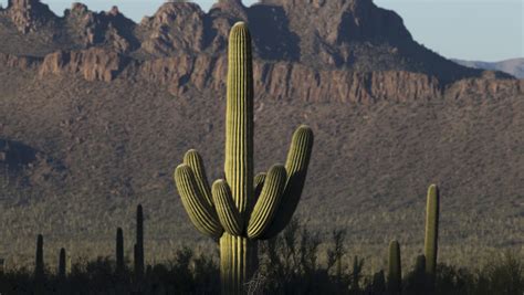 Saguaro National Park