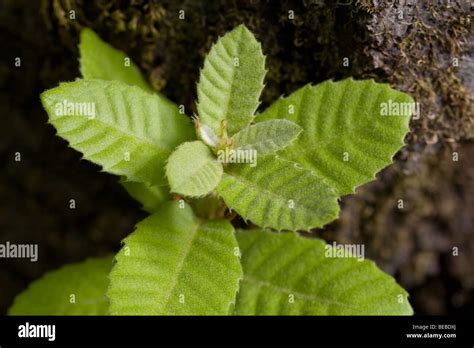 Tanoak or Tanbark Oak Tree (Lithocarpus densiflorus Stock Photo - Alamy