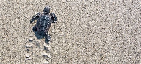 Up Close with Miami's Sea Turtle Hatchlings | Acqualina Lifestyle Blog