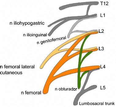 43+ Diagram Of Lumbar Plexus - SelinaMilosz