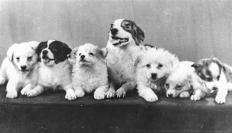 Belka and Strelka: Soviet Space Dogs | Amusing Planet