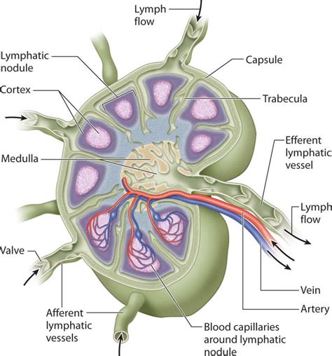 Structure Of A Lymph Node Adapted From Servier Medical Art Images ...