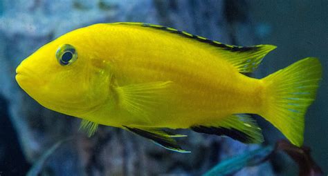 Kostenloses Foto: Aquarium, Buntbarsch, Maulbrüter - Kostenloses Bild auf Pixabay - 1477385