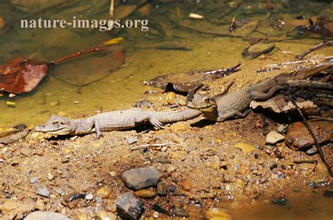 Spectacled caiman babies – Nature-images.org