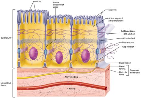 Cell Membrane Structure And Function Ppt