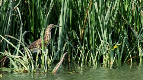 Squacco heron in the reeds | Tobias Verfuss | Flickr