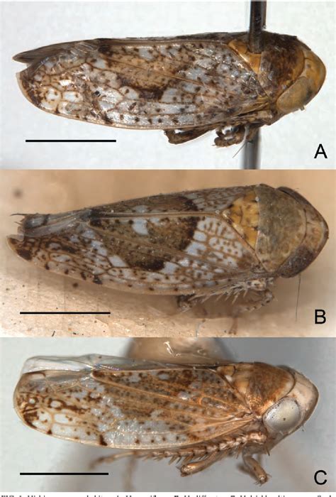 Wolbachia endosymbiont of Hishimonoides sellatiformis | Semantic Scholar