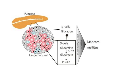 New study shows glutaminase 2 regulates glucose metabolism in ...