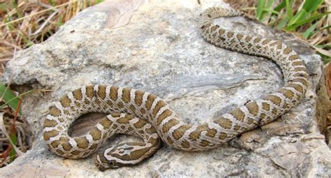 ID Guide to RATSNAKES Found in New Mexico! (3 species) - Bird Watching HQ