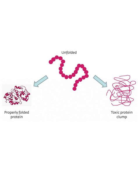 Mad-Cow Disease Provides Insight into Parkinson's Protein Folding