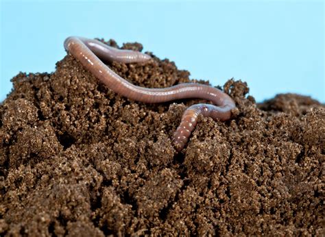 What is an Earthworm? (with pictures)