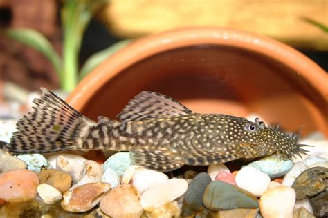 Bristlenose Pleco - The Care, Feeding and Breeding of Bristlenose Plecos - Aquarium Tidings