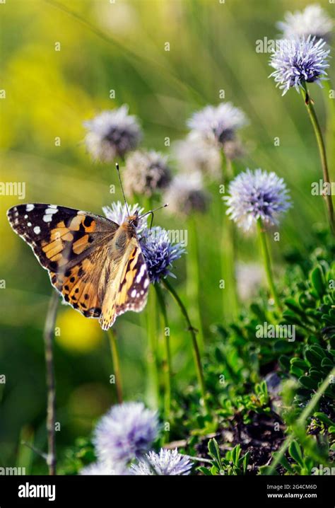 The Vanessa cardui Stock Photo - Alamy