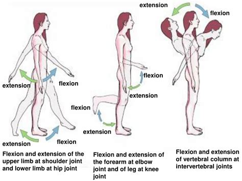 Comparison Between Flexion And Extension Anatomy Clas - vrogue.co