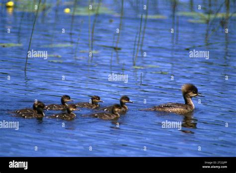 Creator: Hollingsworth, John and Karen. Subjects: Birds;Michigan ...