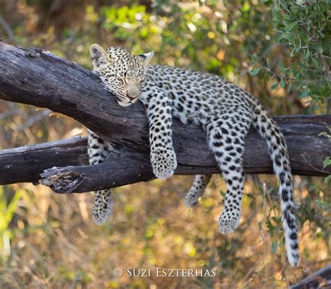 Suzi Eszterhas Photography •• A Four-month-old leopard cub asleep in tree in the Okavango Delta ...