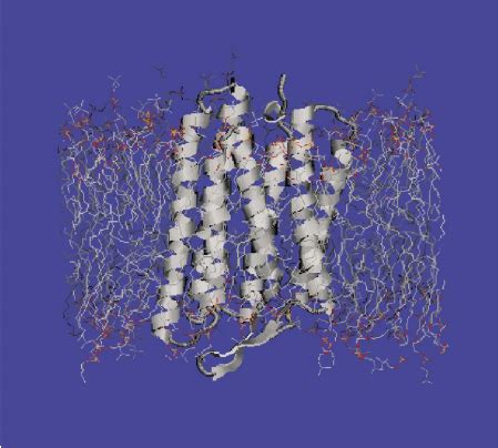 Bacteriorhodopsin molecule embedded in the atomic-detail membrane model ...