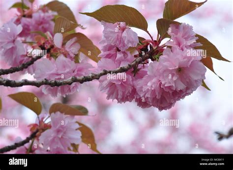 Cherry Blossoms at Negishi Forest Park, Yokohama, Japan Stock Photo - Alamy