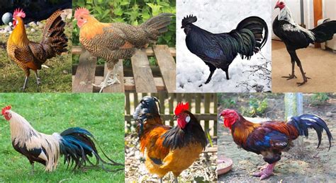 Top 7 Rare Chicken Breeds (With Pictures)