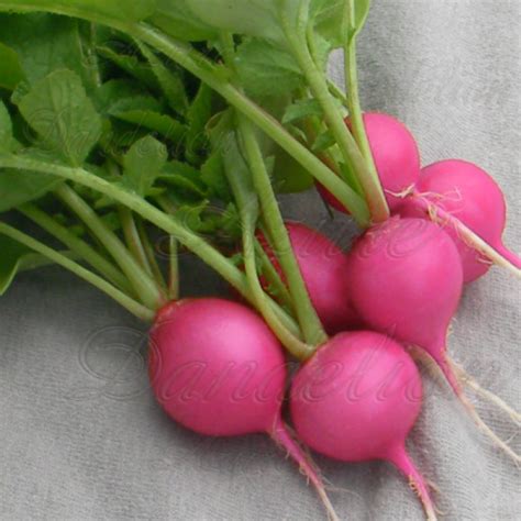 heirloom summer type radish – Growing a Sense of Security Naturally