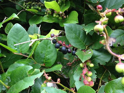 New study finds Canadian berry is contender for healthiest in the world | Dished