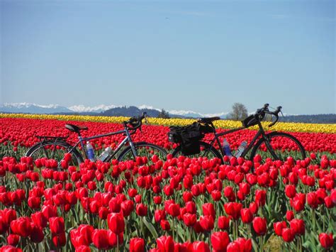 two bicycles are parked in the middle of a field of tulips with ...