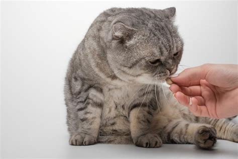 Prednisone / Prednisolone For Cats - Dosage and Side Effects