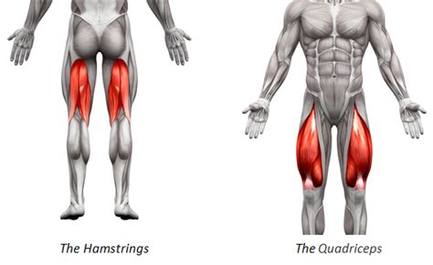 Cuatro estiramientos estáticos para cuádriceps e isquiotibiales