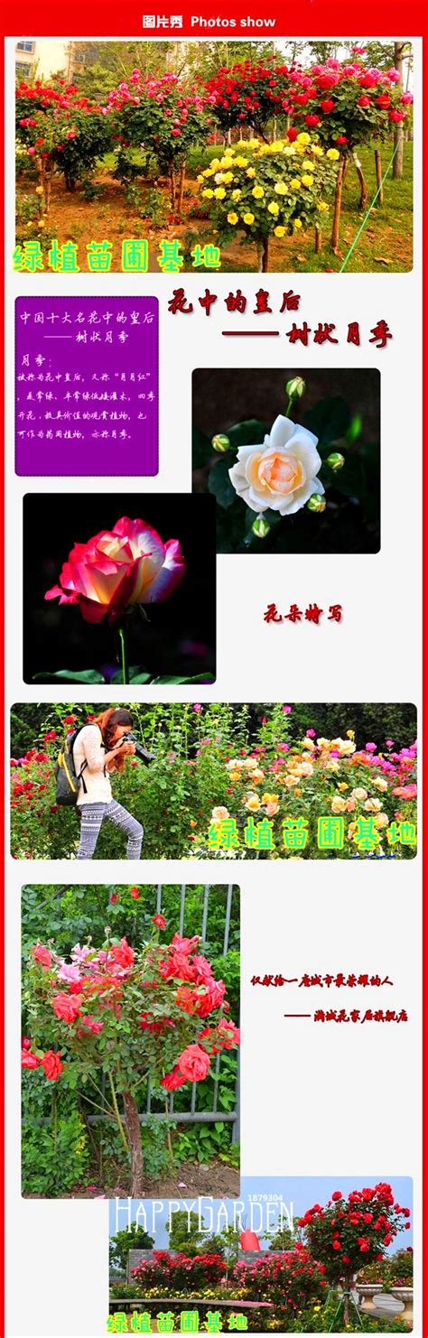 100 Pcs Rosa Chinensis Rose Flower Seeds - BuyingSeed.com - Free Shipping - Up to 70% OFF