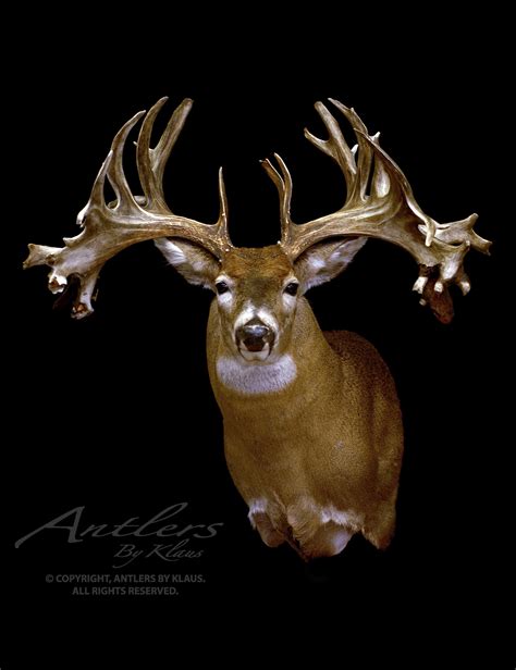 🔥 [50+] Legendary Whitetails Wallpapers | WallpaperSafari